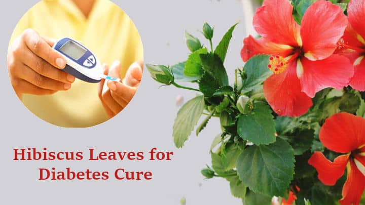 Hibiscus Leaves for Diabetes