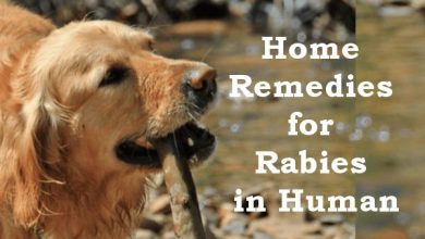 Home Remedies for Rabies in Human