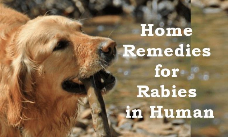 Home Remedies for Rabies in Human