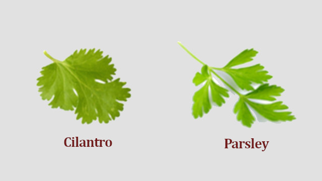 Difference Between Cilantro and Parsley