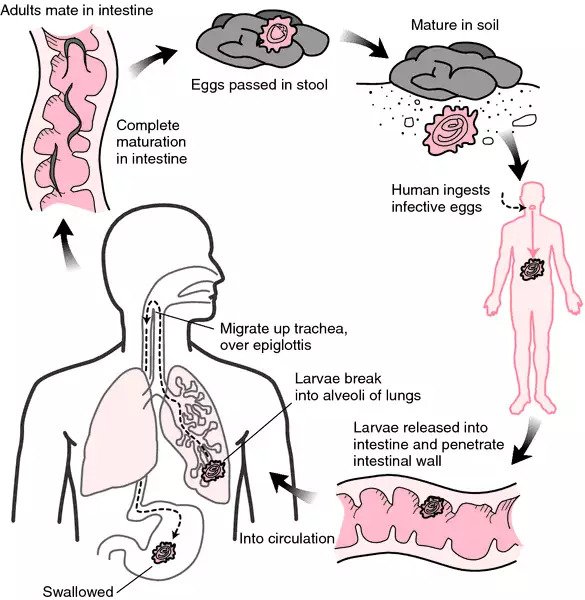 Life cycle of ascaris