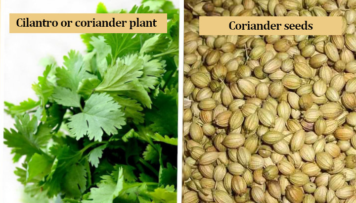 Coriander Vs Cilantro