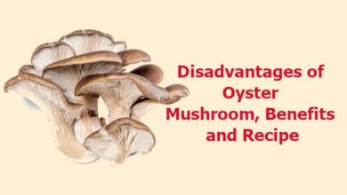 disadvantages of oyster mushroom and benefits