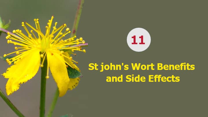 St john's Wort Benefits and Side Effects