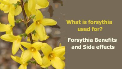 Forsythia Benefits and Side effects