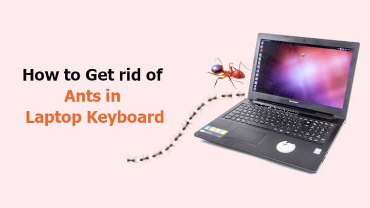 How to Get rid of Ants in Laptop Keyboard