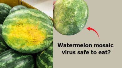 Viral Infection In Watermelon