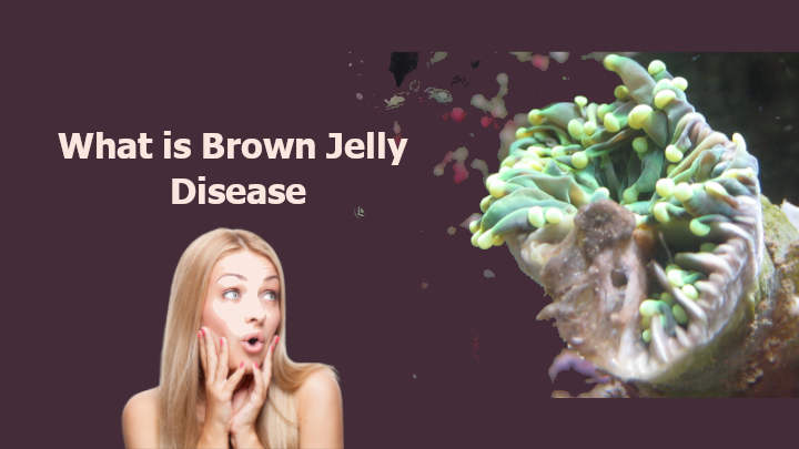 What is Brown Jelly Disease
