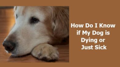 How Do I Know if My Dog is Dying or Just Sick 