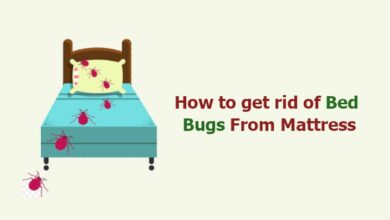 How to get rid of Bed Bugs From Mattress