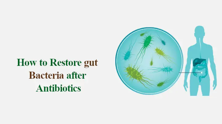How to Restore gut Bacteria after Antibiotics