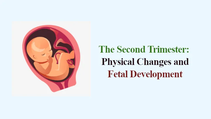 The Second Trimester: Physical Changes, Fetal Development
