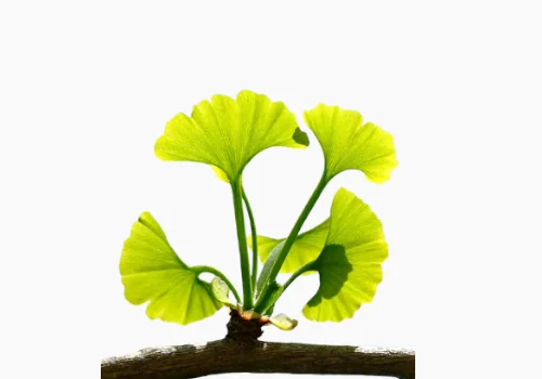 Ginkgo Biloba cause Cancer