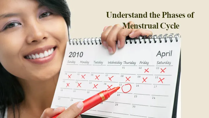 Understand the Phases of Menstrual Cycle