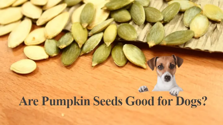 Are Pumpkin Seeds Good for Dogs